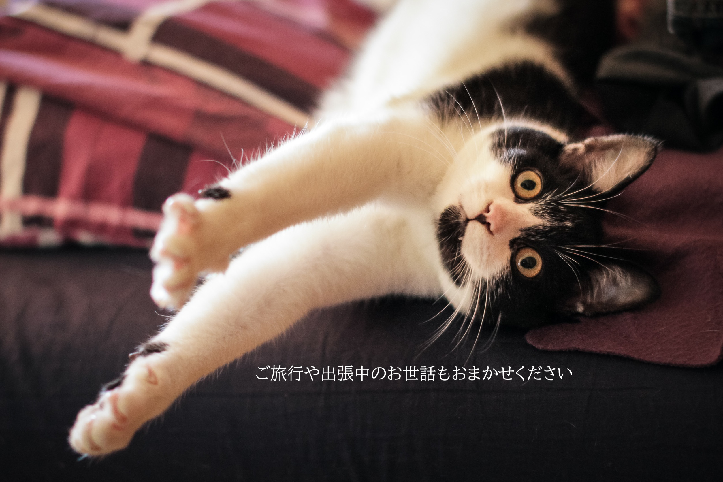 キャットシッター　ひなた猫